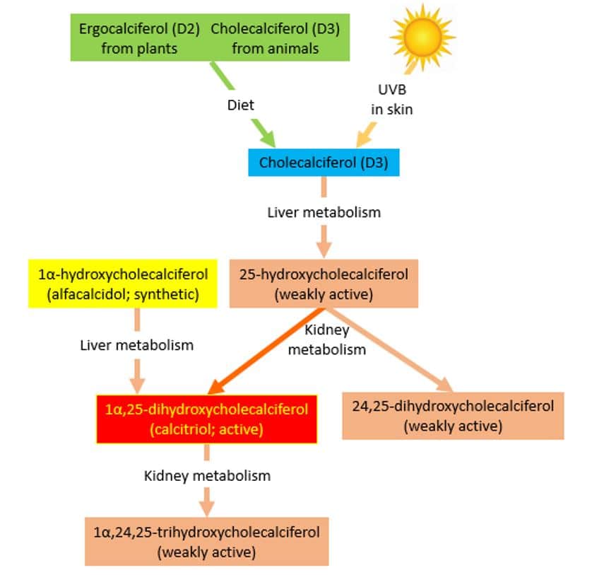 Vitamin D: A rapid review of the evidence for treatment or prevention in  COVID-19 - The Centre for Evidence-Based Medicine