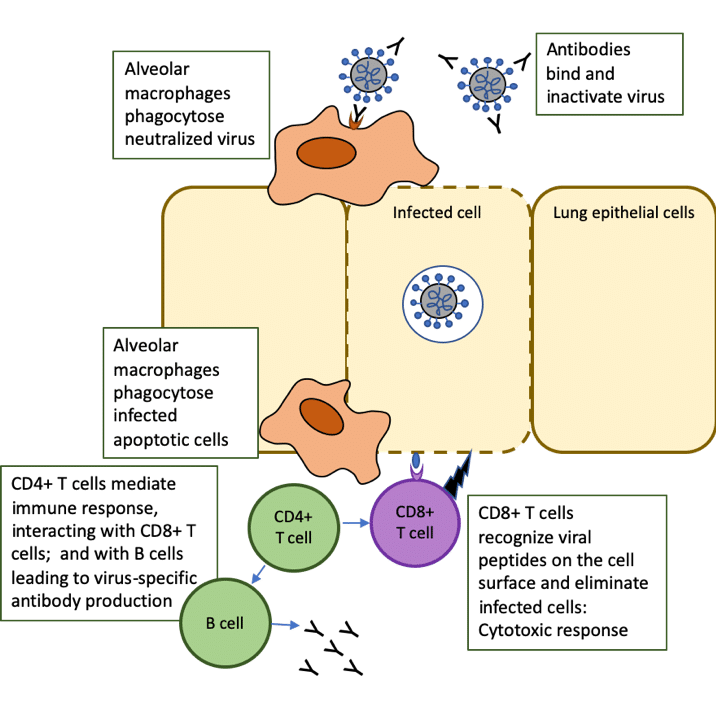 Antibody and CD8+ T Cell Responses: How the Delta Variant Evades Immunity?